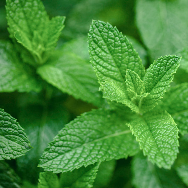  Organic mint extract cultivated and harvested for hearthstone collective kanna (sceletium tortuosum) tincture
