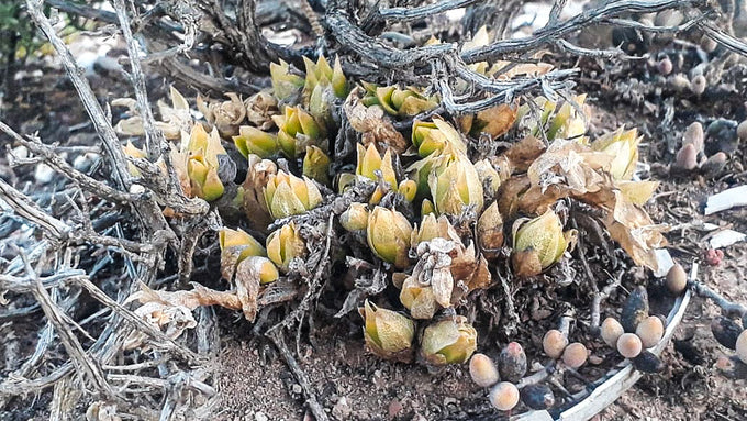  hearthstone collective kanna sceletium tortuosum mesembrine info page wild kanna found growing in the succulent karoo south africa 