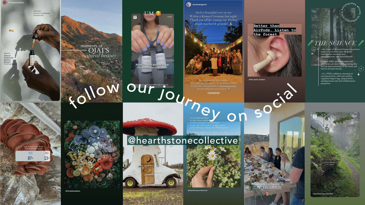  Hearthstone Collective Follow Our Microdosing Journey With Kanna (sceletium Tortuosum) on social, instagram, and tiktok