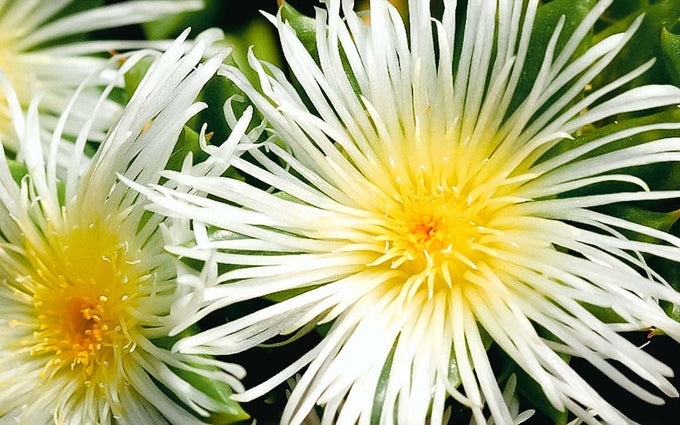  Hearthstone Collective Kanna (Sceletium Tortuosum) flowering in the karoo region of south africa cultivated to produce high mesembrine kanna extracts for support with mental health, depression, anxiety, and cognition