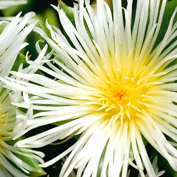  Hearthstone Collective kanna (sceletium tortuosum) organic wild harvested from the karoo south africa for extraction of mesembrine alkaloids to formulate microdosing tinctures, drops, capsules, and edibles