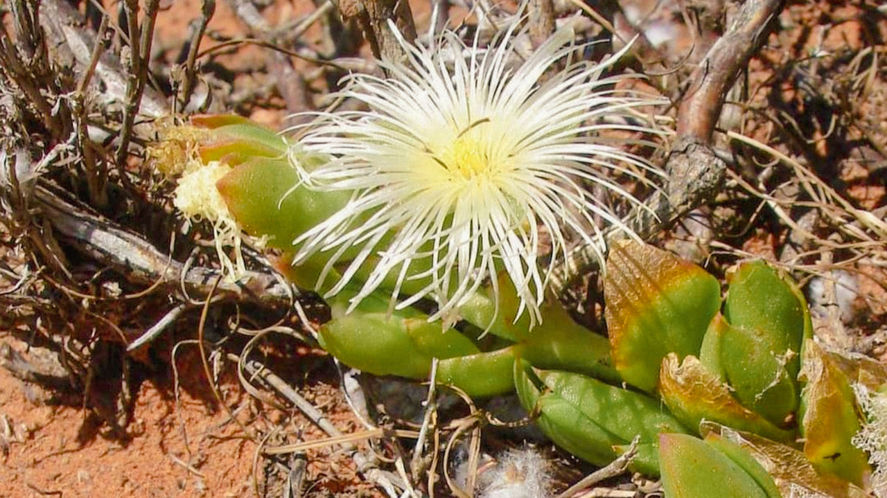  hearthstone collective kanna sceletium tortuosum mesembrine info page banner image of wild harvested kanna found in the karoo south africa