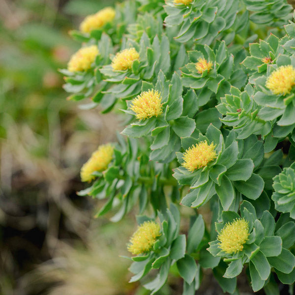  wild harvested organic rhodiola sourced beneath the arctic circle in siberia prepared for extraction for hearthstone collective play kanna microdose