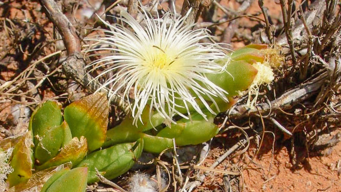  Organic Kanna (Sceletium Tortuosum) rich in mesembrine, flowering in the succulent karoo south africa